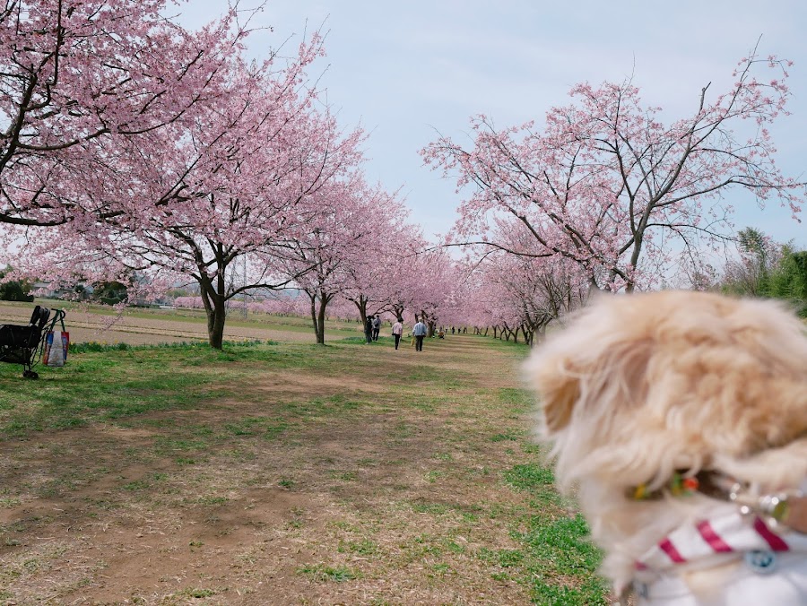 北浅羽桜堤公園の写真