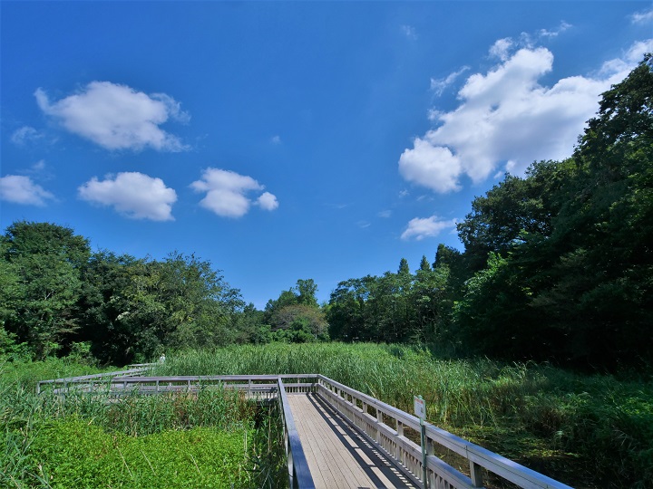 北本自然観察公園の写真