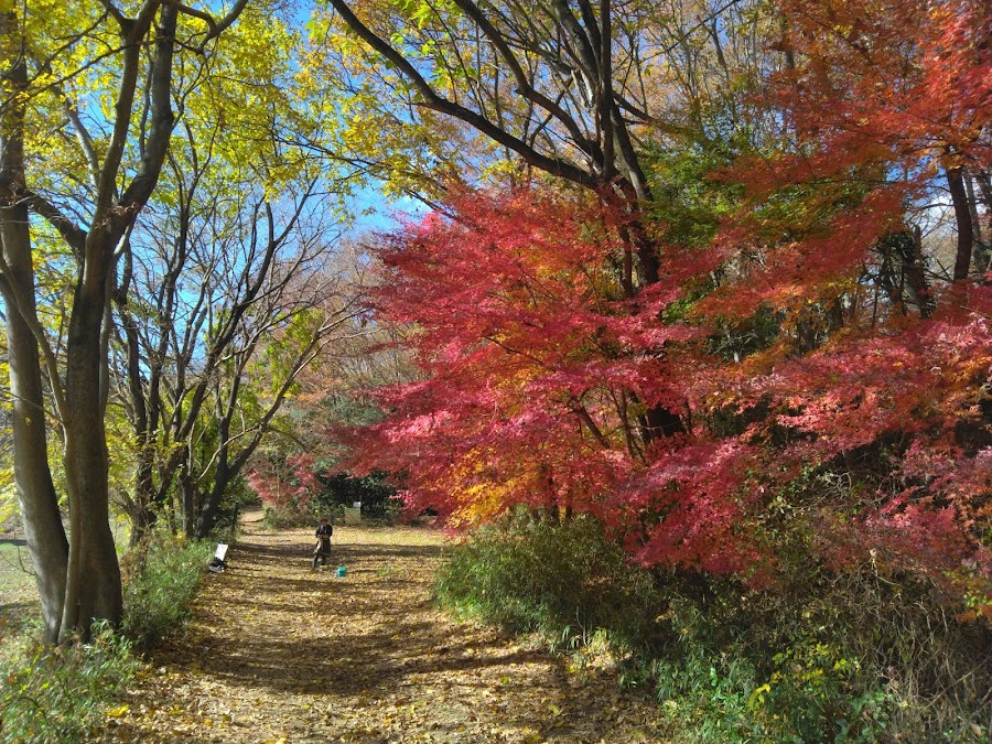 北本自然観察公園の写真