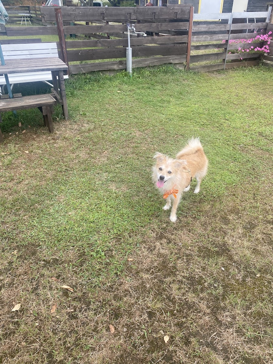 清里わんわんパークの写真