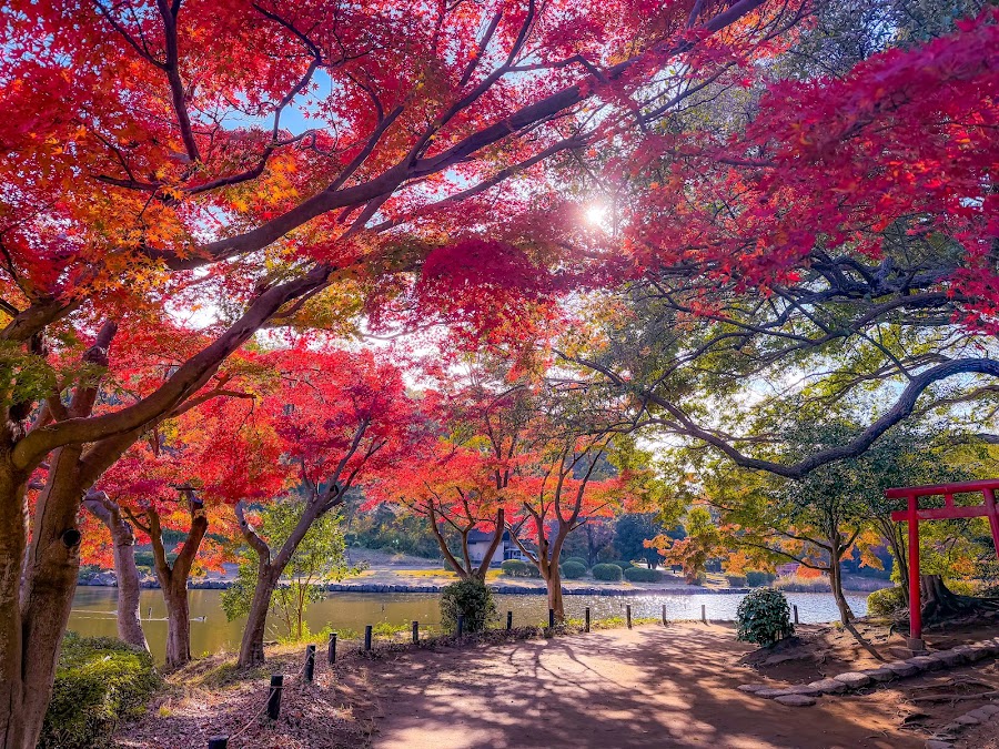 こども自然公園（大池公園）の写真