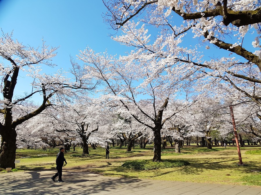 小金井公園の写真