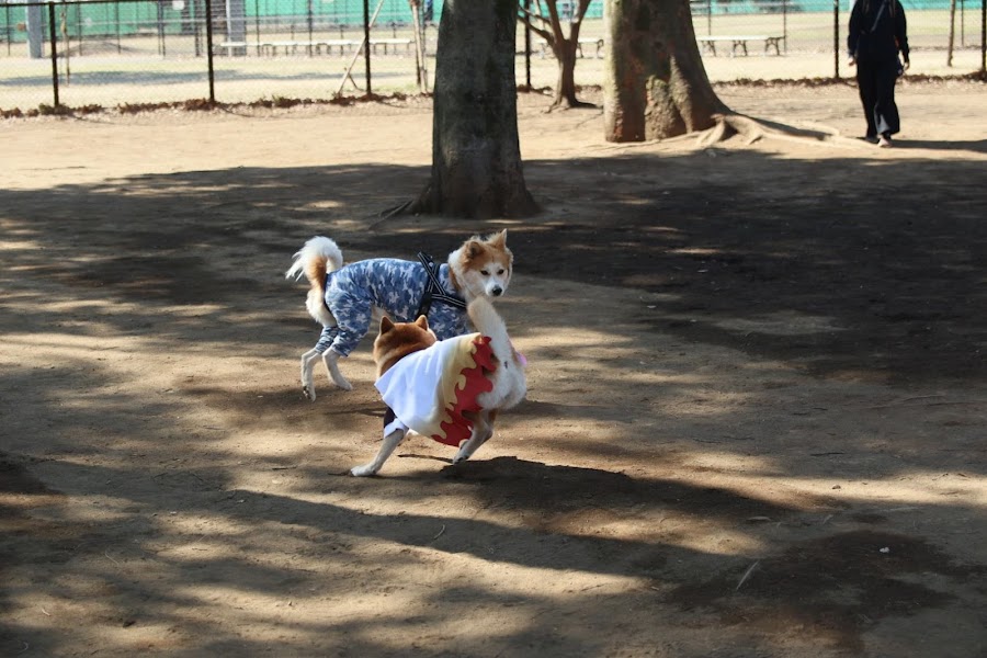 小金井公園 ドッグランの写真