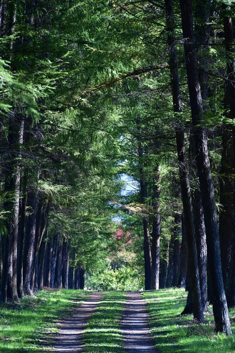 駒場公園の写真