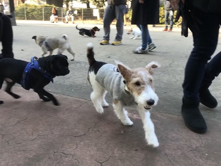 駒沢オリンピック公園 ドッグランの写真