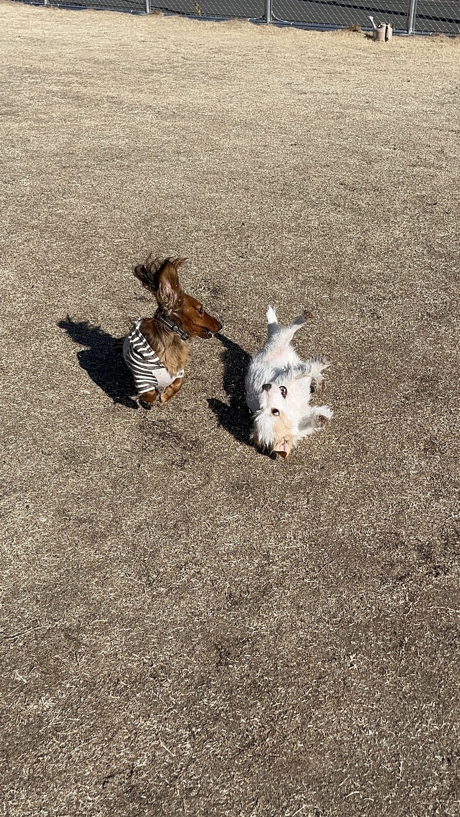 MAPLE DOG ドッグランの写真