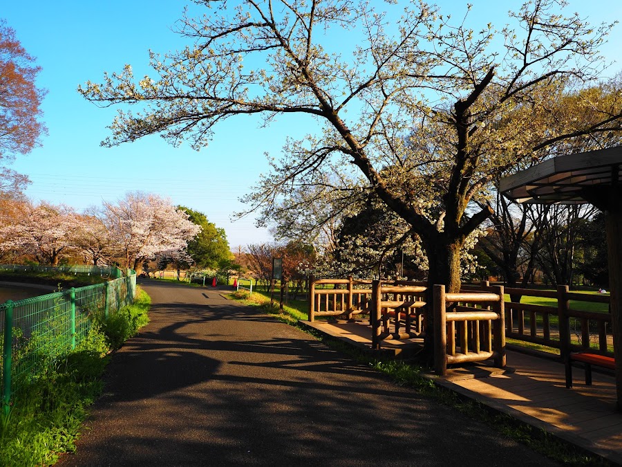 見沼自然公園の写真