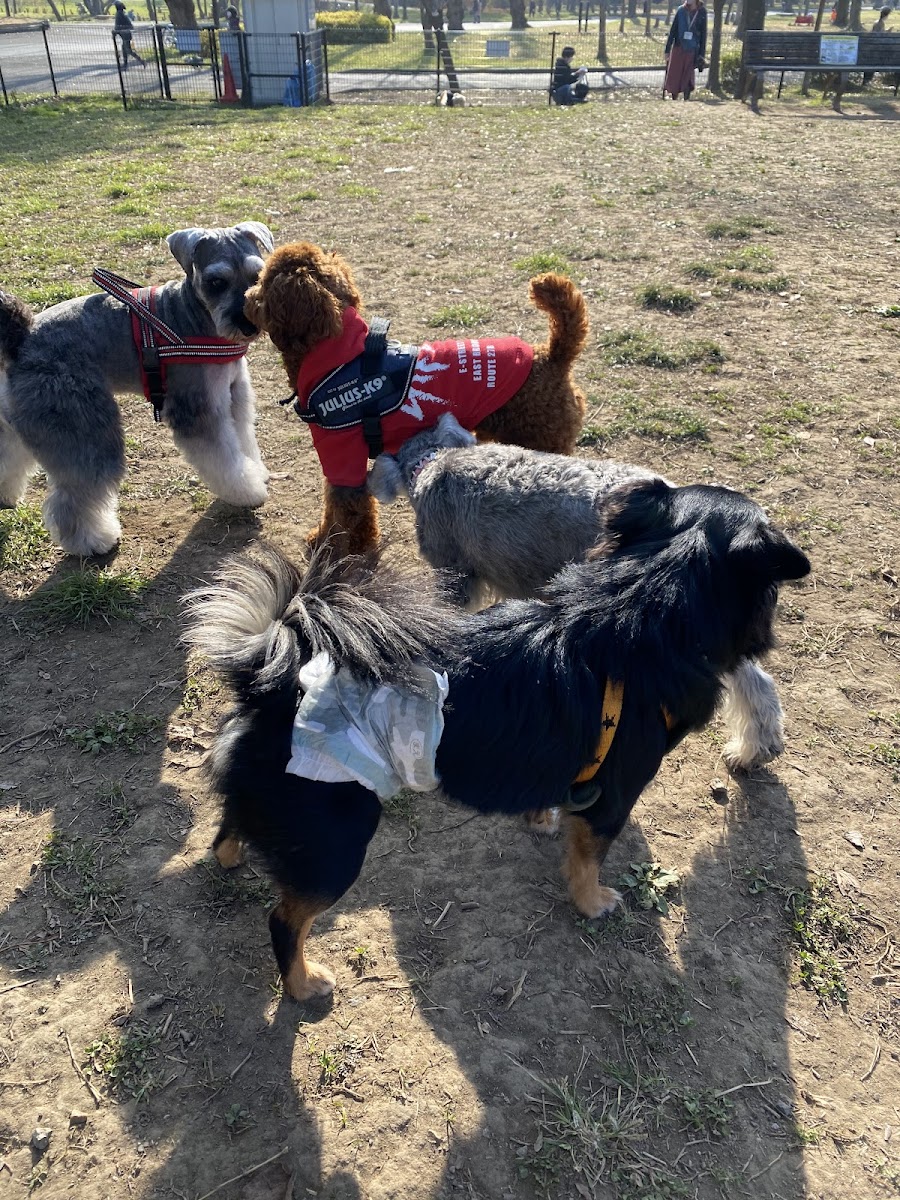 水元公園ドッグランの写真
