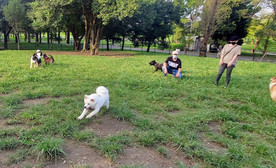 水元公園ドッグランの写真
