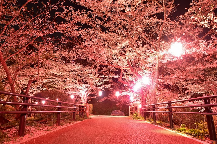 茂原公園の写真
