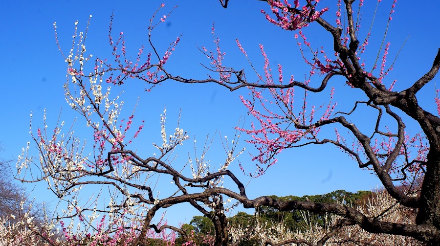 根岸森林公園の写真