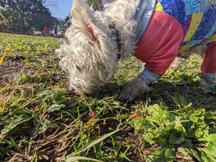 大井ふ頭中央海浜公園 しおさいドッグランの写真