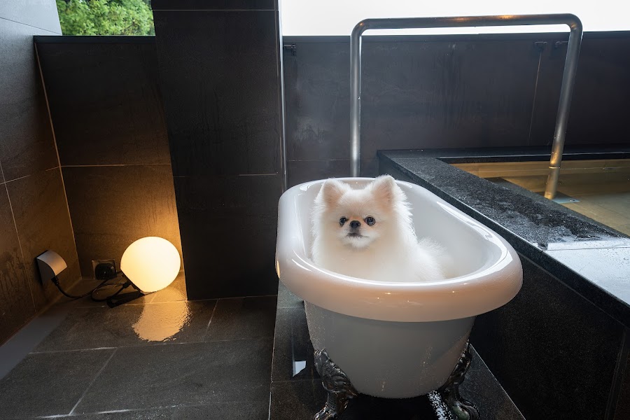 伊香保温泉 Doggyスイートペロの写真