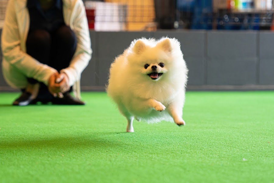 伊香保温泉 Doggyスイートペロの写真