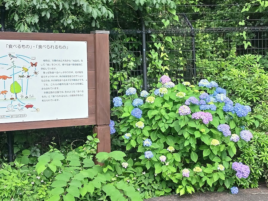 小山内裏公園 わんわんふれあい広場の写真