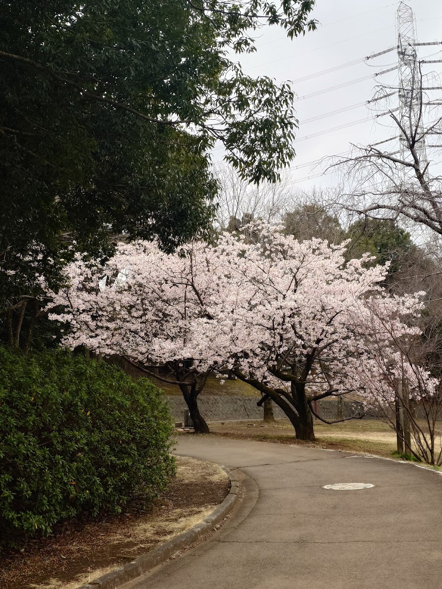 王禅寺ふるさと公園の写真