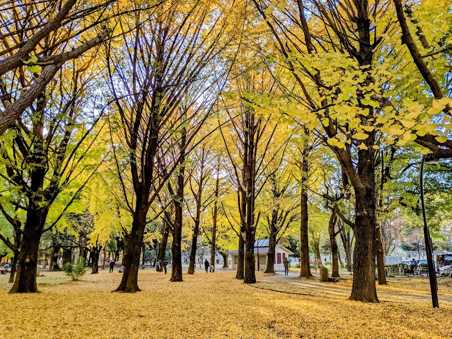 蘆花恒春園 ドッグランの写真