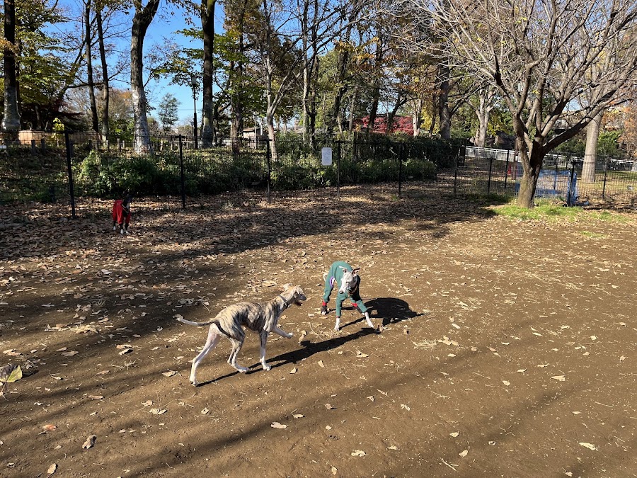 蘆花恒春園 ドッグランの写真