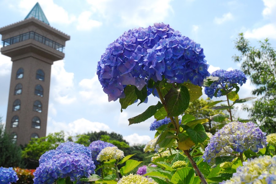 相模原市立相模原麻溝公園の写真