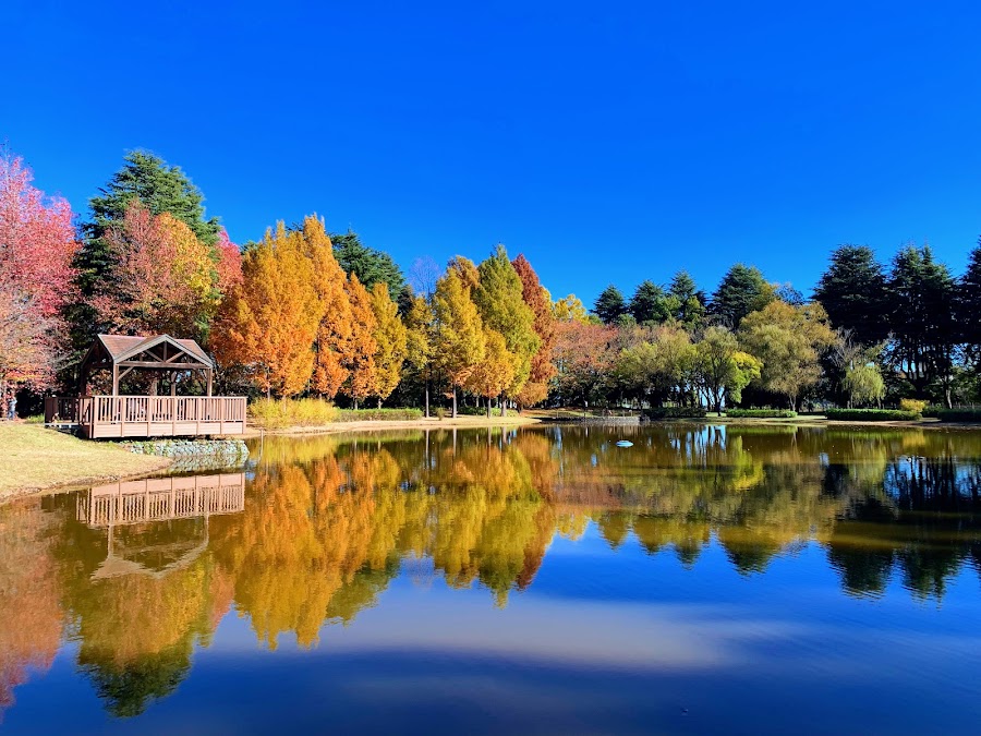 彩の森入間公園の写真