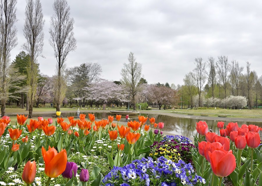 彩の森入間公園の写真