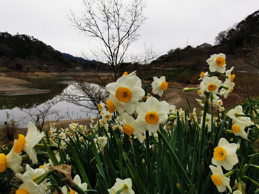 佐久間ダム湖 親水公園の写真
