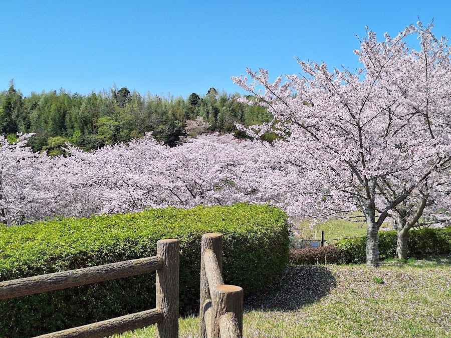 三里塚さくらの丘の写真