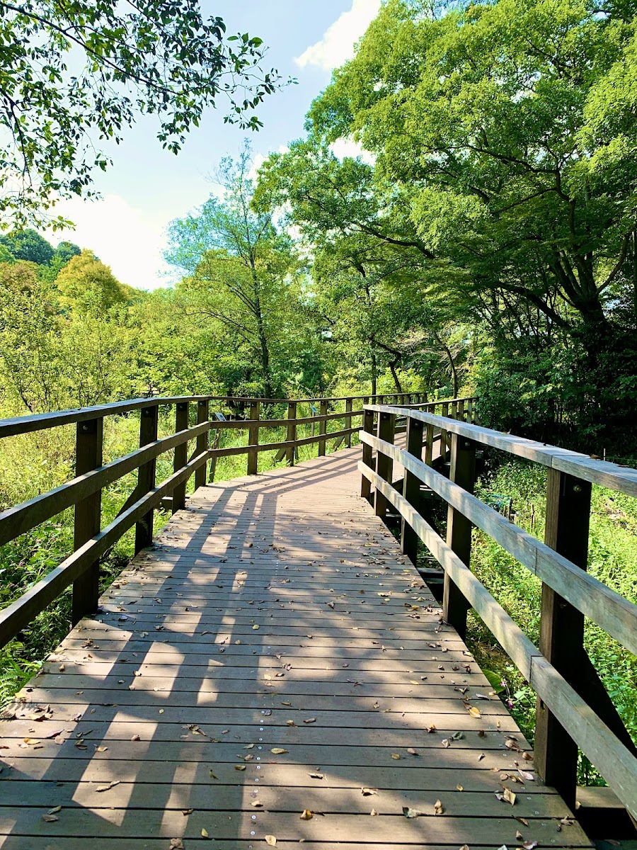 石神井公園の写真