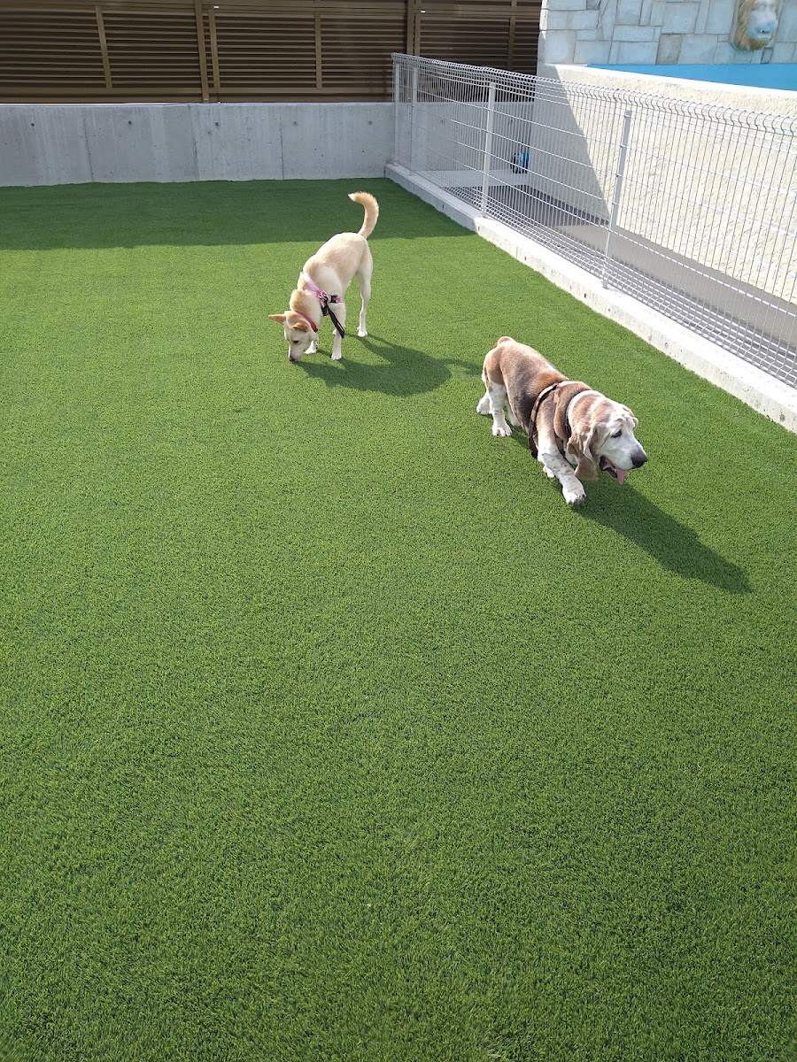 志太さんちのDOGRUNの写真