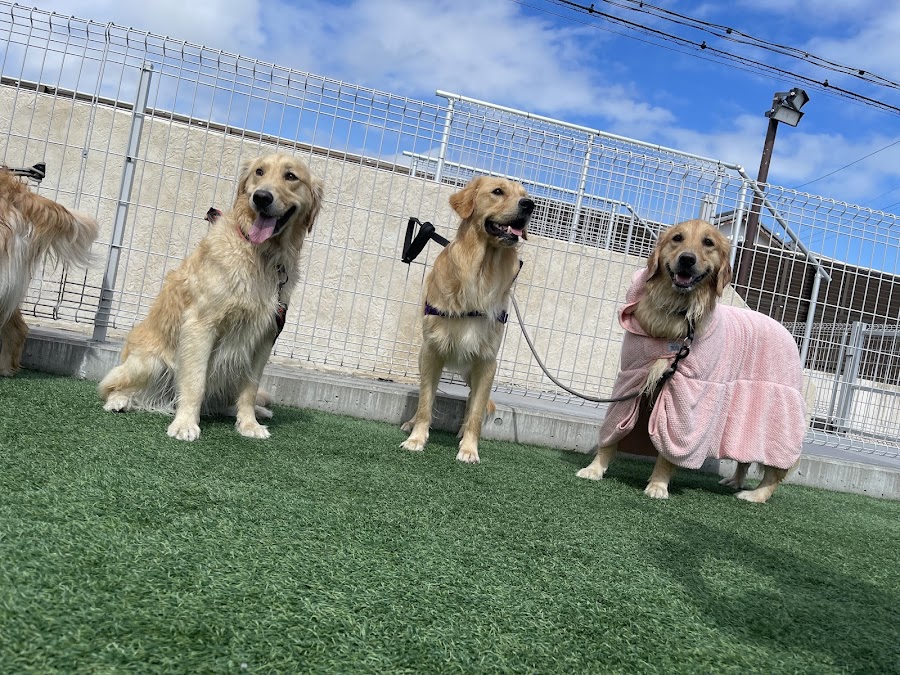 志太さんちのDOGRUNの写真