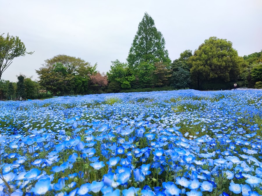 清水公園の写真