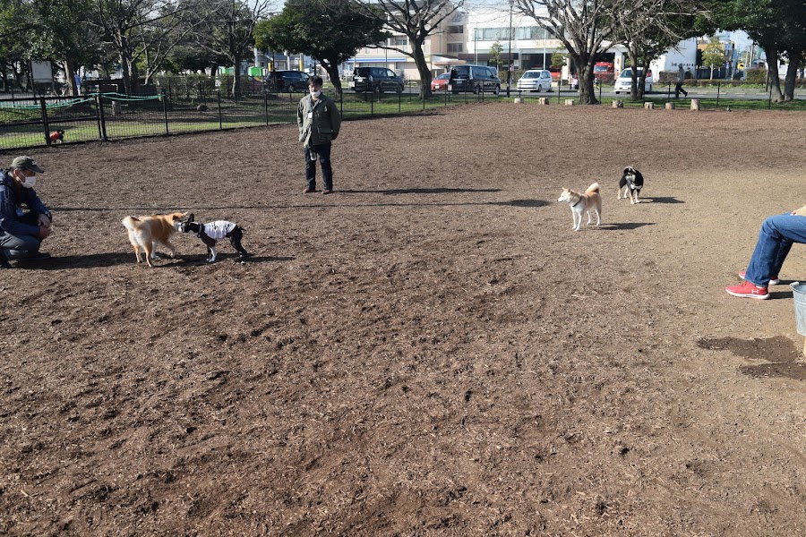 篠崎公園 ドッグランの写真