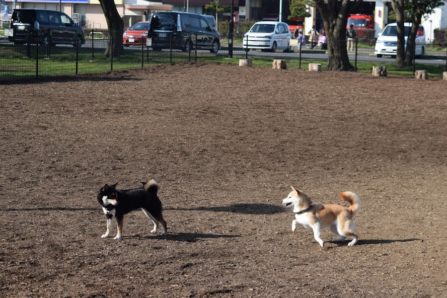 篠崎公園 ドッグランの写真