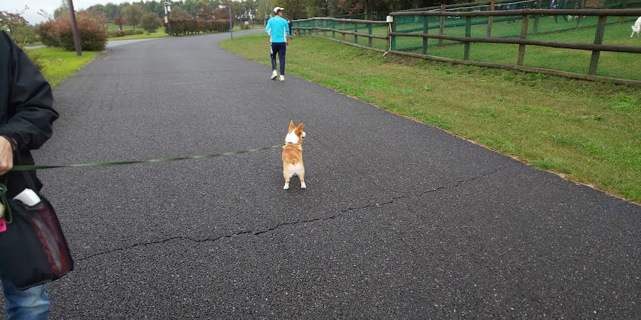 信州スカイパーク ドッグランの写真