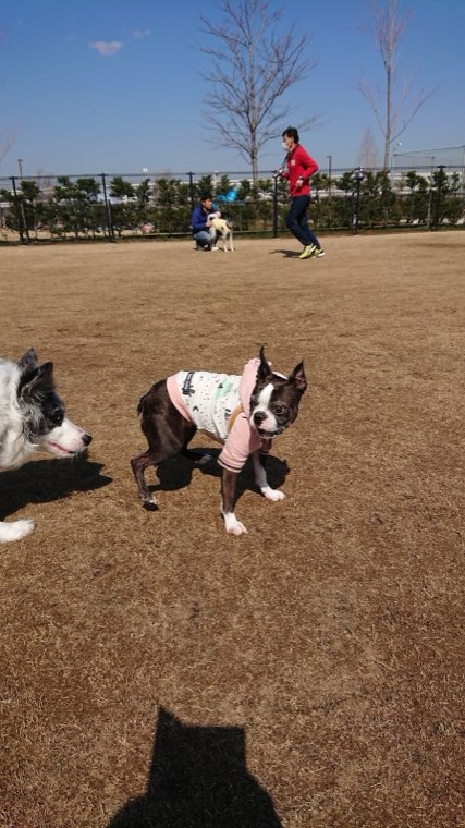 広いドッグランを走る犬