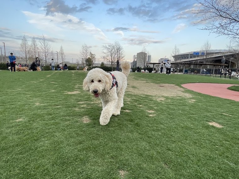 新横浜公園ドッグランの写真
