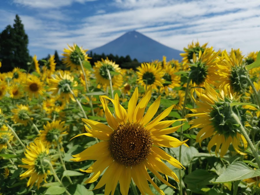 白糸自然公園の写真