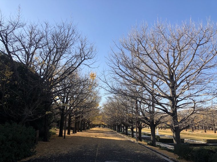 芝生の広がる大きな公園