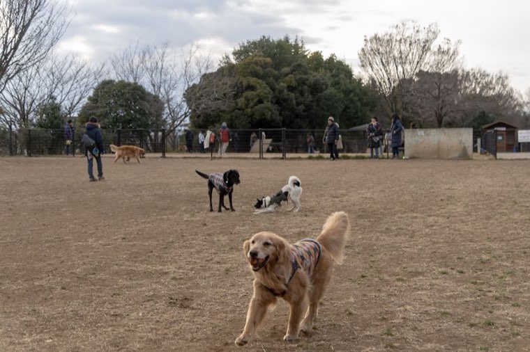 夏の公園を歩く犬