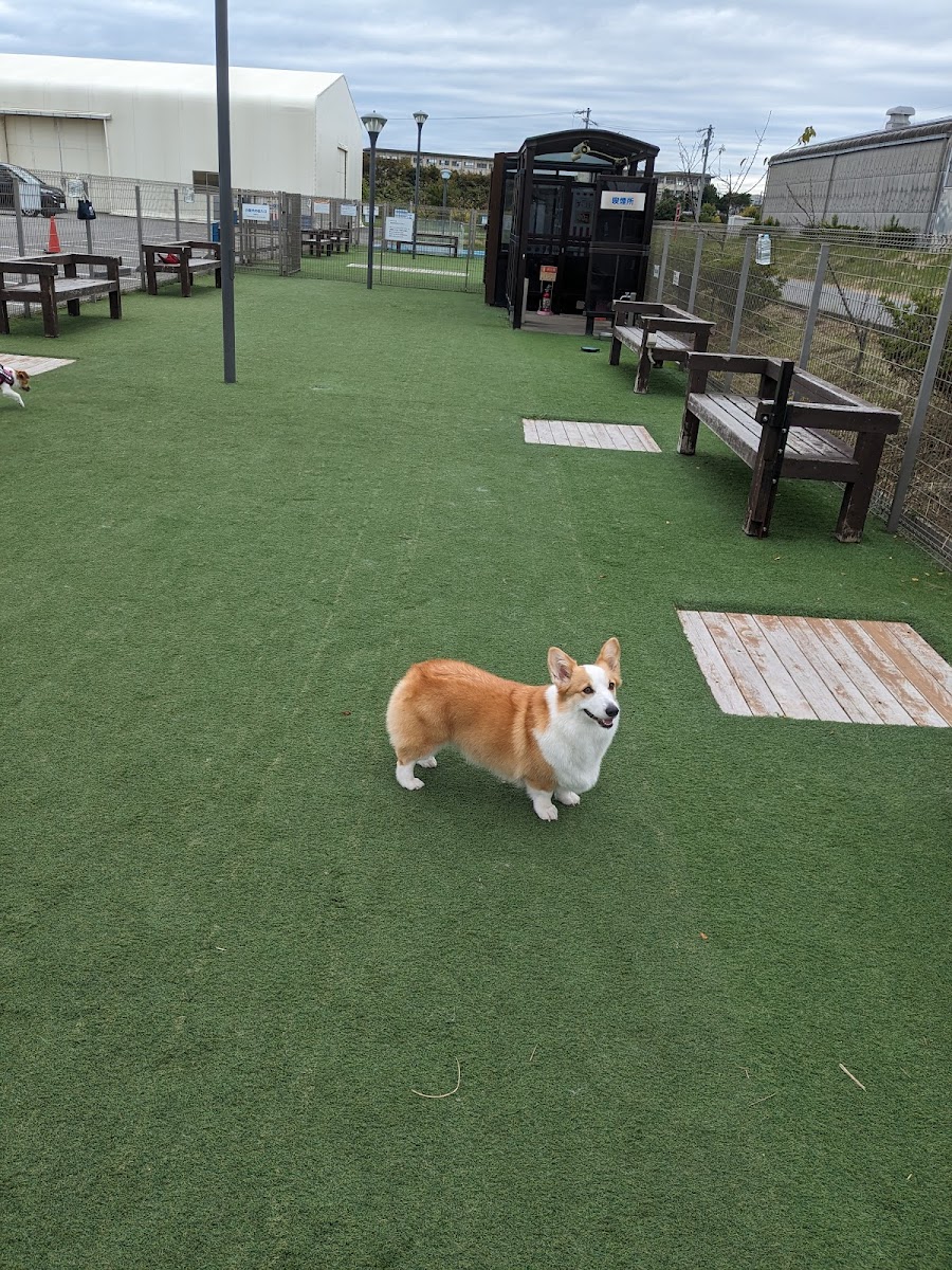 SKドッグランの写真