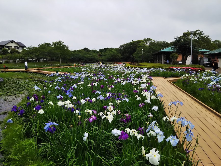 袖ケ浦公園の写真