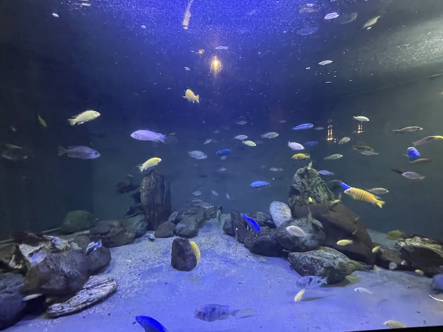蓼科アミューズメント水族館の写真