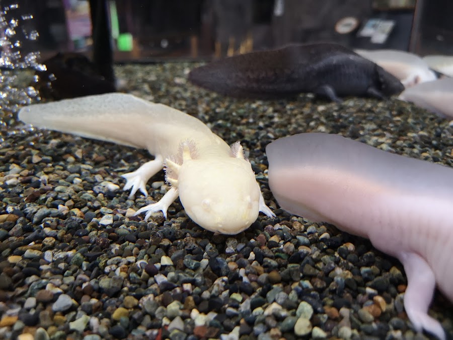 蓼科アミューズメント水族館の写真
