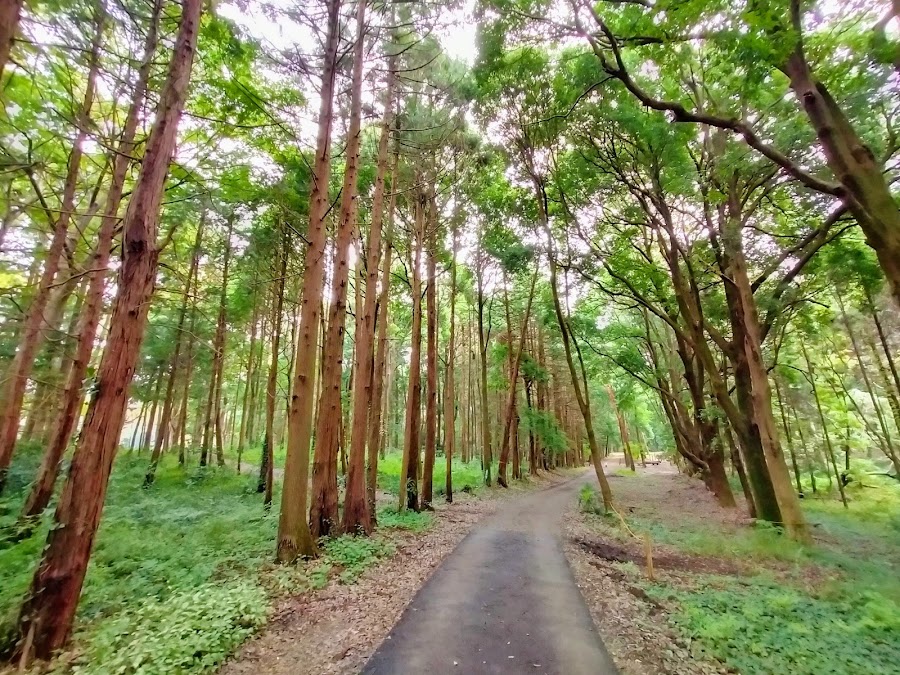 手賀の丘公園の写真
