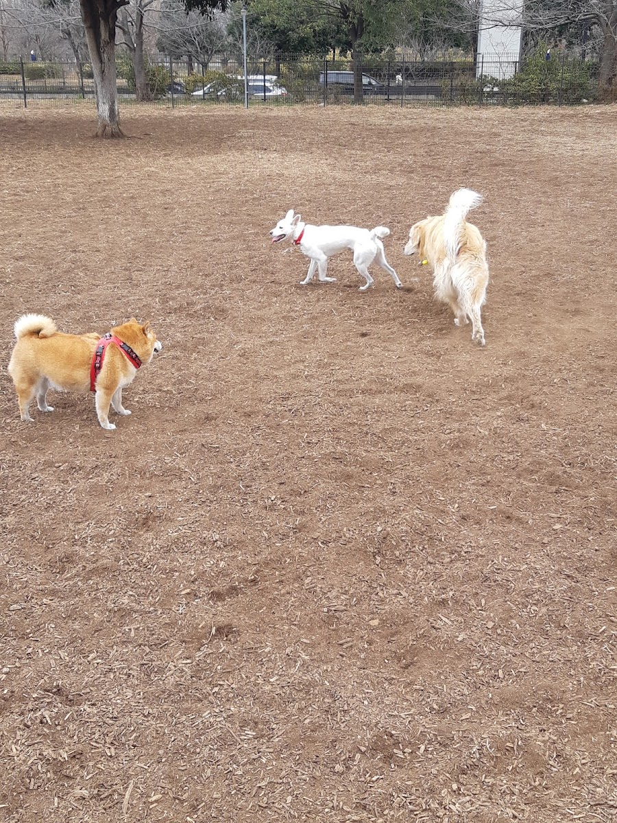 舎人公園 ドッグランの写真
