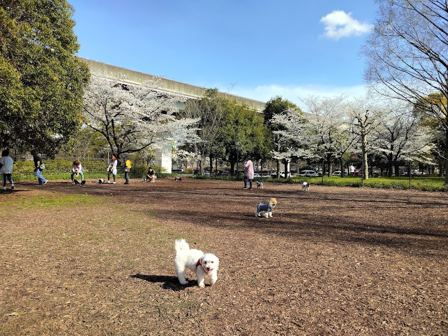 舎人公園 ドッグランの写真