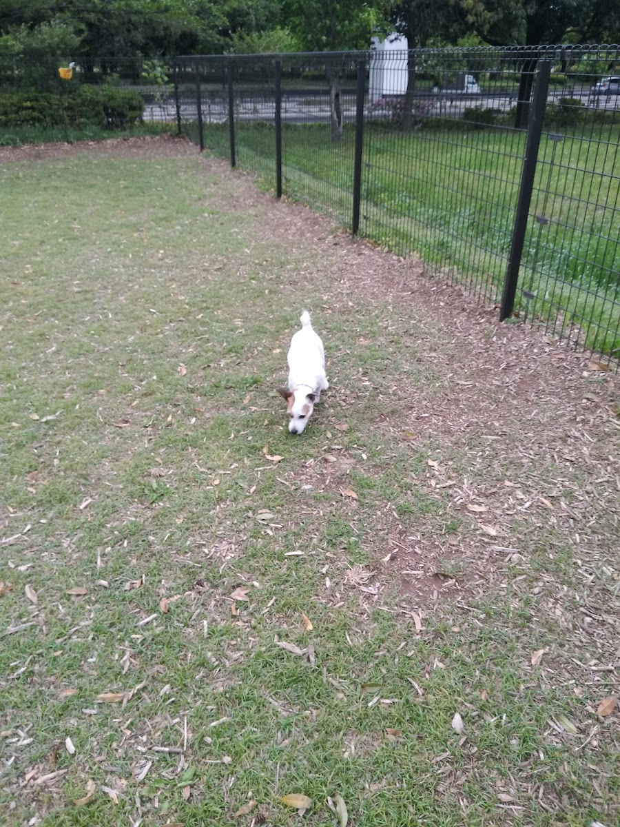 舎人公園 ドッグランの写真