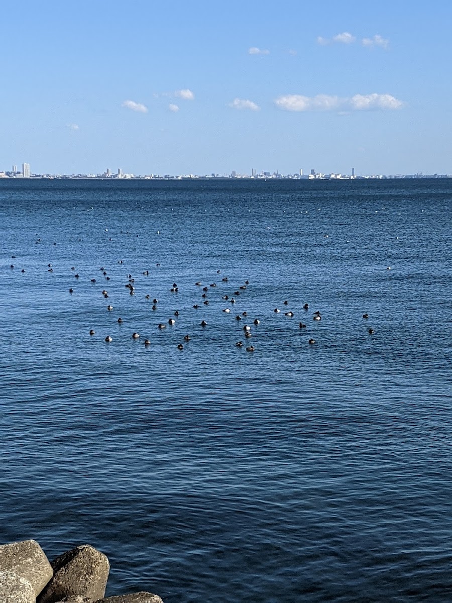 浦安市総合公園の写真