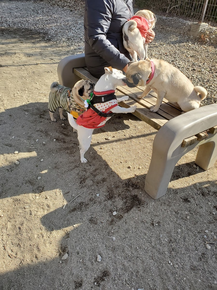 わんこイン Dog Runの写真