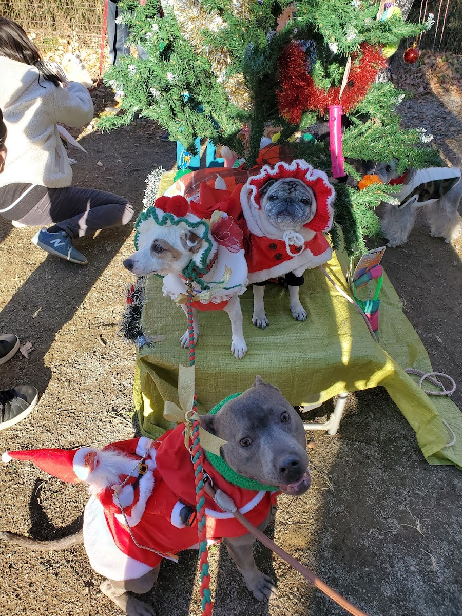 わんこイン Dog Runの写真